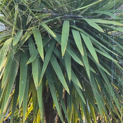 Unverified Plant at Melba, ACT - 10 Aug 2025 by kasiaaus