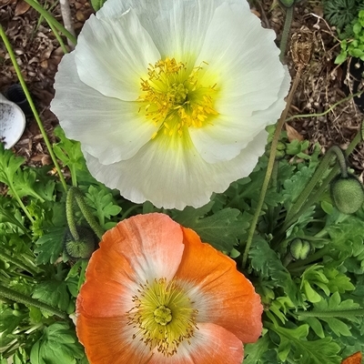 Papaver argemone at Melba, ACT - 8 Aug 2025 by kasiaaus