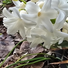 Hyacinthus multiflora at Melba, ACT - 8 Aug 2025 by kasiaaus