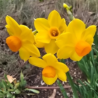 Narcissus jonquilla at Melba, ACT - 8 Aug 2025 by kasiaaus