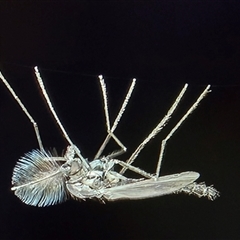 Unverified Crane fly, midge, mosquito or gnat (several families) at Melba, ACT - 25 Aug 2025 by kasiaaus