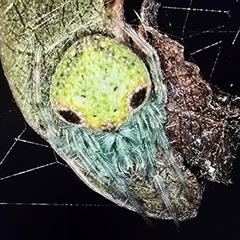 Unverified Spider at Melba, ACT - 25 Aug 2025 by kasiaaus