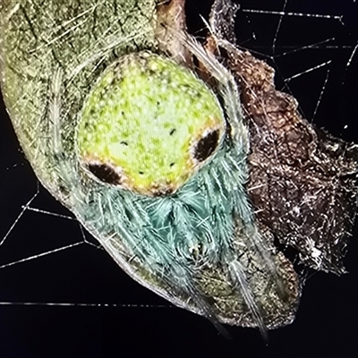 Unverified Spider at Melba, ACT - 25 Aug 2025 by kasiaaus
