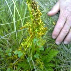 Sceptridium australe at Tennent, ACT - suppressed