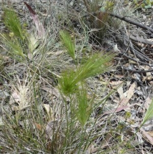 Aristida behriana at Deakin, ACT - 20 Nov 2014