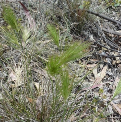 Aristida behriana (Bunch Wiregrass) at Deakin, ACT - 19 Nov 2014 by ACT_CPR