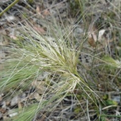 Aristida behriana at Deakin, ACT - 20 Nov 2014