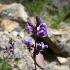 Oxytes brachypoda (Large Tick-trefoil) at Theodore, ACT - 30 Oct 2013 by EmmaCook