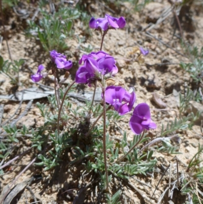 Swainsona sericea (Silky Swainson-Pea) at Rob Roy Range - 30 Oct 2013 by EmmaCook