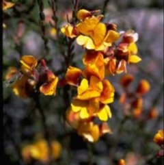 Almaleea capitata (Slender Parrot-Pea) at Namadgi National Park - 11 Nov 1987 by CSIRO_ALA