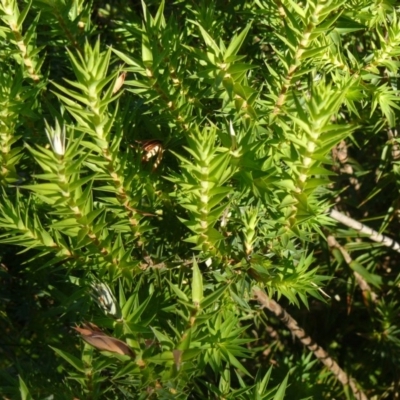 Melichrus urceolatus (Urn Heath) at Red Hill, ACT - 14 Dec 2012 by ACTCPR