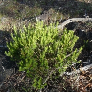 Melichrus urceolatus at Garran, ACT - 15 Dec 2012