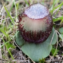 Corysanthes hispida (Bristly Helmet Orchid) at Canberra Central, ACT - 21 Apr 2014 by AaronClausen