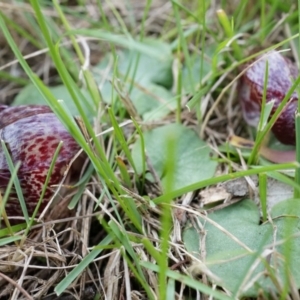 Corysanthes hispida at Canberra Central, ACT - 21 Apr 2014