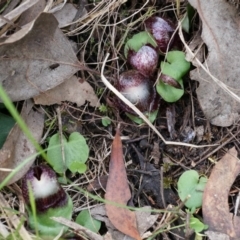 Corysanthes hispida at Canberra Central, ACT - 21 Apr 2014