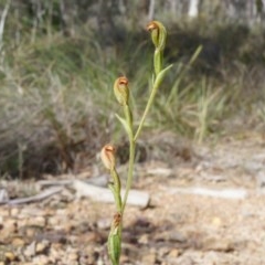 Speculantha rubescens (Blushing Tiny Greenhood) at Canberra Central, ACT - 21 Apr 2014 by AaronClausen