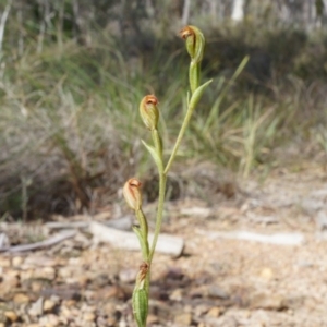 Speculantha rubescens at Canberra Central, ACT - 21 Apr 2014