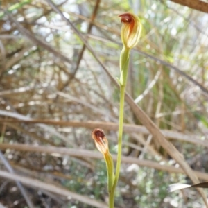 Speculantha rubescens at Canberra Central, ACT - 21 Apr 2014