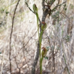 Speculantha rubescens at Canberra Central, ACT - 21 Apr 2014