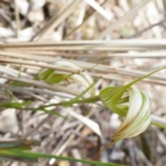 Diplodium ampliatum (Large Autumn Greenhood) at Canberra Central, ACT - 21 Apr 2014 by AaronClausen