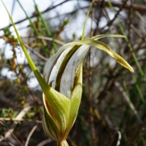 Diplodium ampliatum at Canberra Central, ACT - suppressed