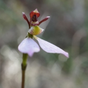 Eriochilus cucullatus at Canberra Central, ACT - suppressed