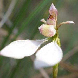 Eriochilus cucullatus at Canberra Central, ACT - suppressed