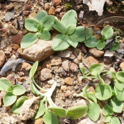 Pterostylis nutans (Nodding Greenhood) at Canberra Central, ACT - 21 Apr 2014 by AaronClausen