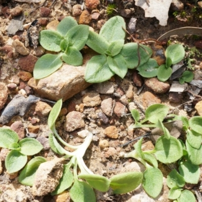 Pterostylis nutans (Nodding Greenhood) at Canberra Central, ACT - 21 Apr 2014 by AaronClausen