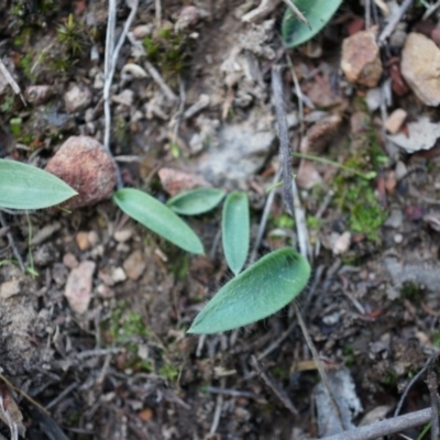 Glossodia major (Wax Lip Orchid) at Canberra Central, ACT - 21 Apr 2014 by AaronClausen