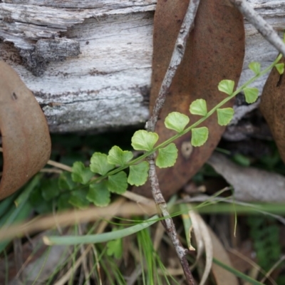 Asplenium flabellifolium (Necklace Fern) at Canberra Central, ACT - 21 Apr 2014 by AaronClausen