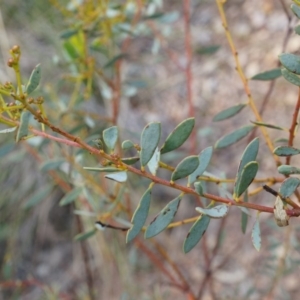 Acacia buxifolia subsp. buxifolia at Canberra Central, ACT - 21 Apr 2014