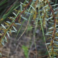 Acacia buxifolia subsp. buxifolia (Box-leaf Wattle) at Canberra Central, ACT - 21 Apr 2014 by AaronClausen