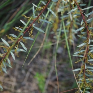 Acacia buxifolia subsp. buxifolia at Canberra Central, ACT - 21 Apr 2014 01:45 PM