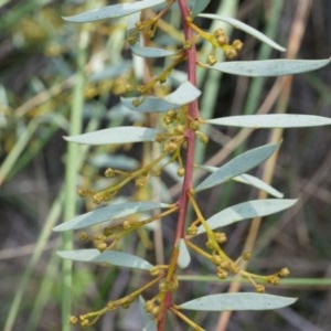 Acacia buxifolia subsp. buxifolia at Canberra Central, ACT - 21 Apr 2014 01:45 PM