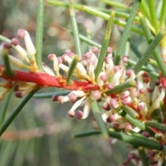 Hakea decurrens subsp. decurrens (Bushy Needlewood) at Canberra Central, ACT - 21 Apr 2014 by AaronClausen