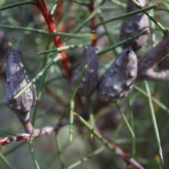 Hakea decurrens subsp. decurrens at Canberra Central, ACT - 21 Apr 2014 01:46 PM