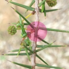 Acacia ulicifolia (Prickly Moses) at Watson, ACT - 25 Apr 2014 by waltraud