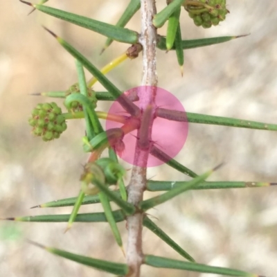 Acacia ulicifolia (Prickly Moses) at Watson, ACT - 24 Apr 2014 by waltraud