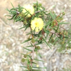 Acacia ulicifolia at Watson, ACT - 25 Apr 2014