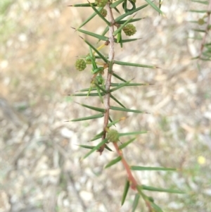 Acacia ulicifolia at Watson, ACT - 25 Apr 2014 12:00 AM