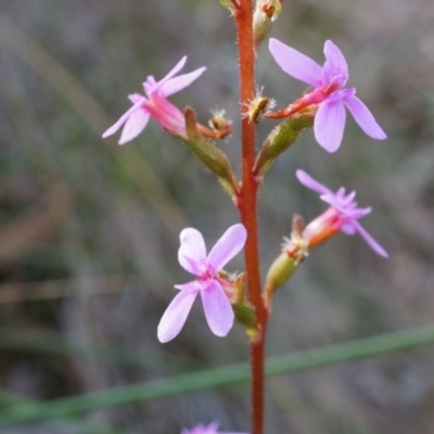 Stylidium graminifolium (Grass Triggerplant) at Canberra Central, ACT - 27 Apr 2014 by AaronClausen