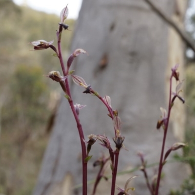 Acianthus exsertus (Large Mosquito Orchid) at Canberra Central, ACT - 27 Apr 2014 by AaronClausen