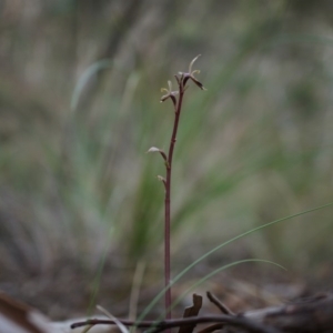 Acianthus exsertus at Canberra Central, ACT - 27 Apr 2014