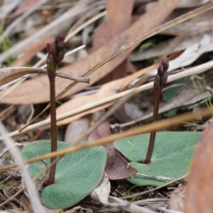 Acianthus collinus at Canberra Central, ACT - suppressed
