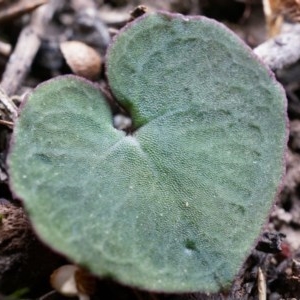 Acianthus sp. at Canberra Central, ACT - suppressed