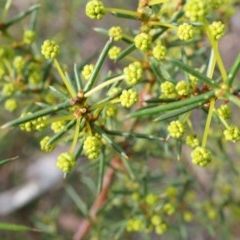 Acacia genistifolia (Early Wattle) at Canberra Central, ACT - 27 Apr 2014 by AaronClausen