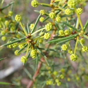 Acacia genistifolia at Canberra Central, ACT - 27 Apr 2014