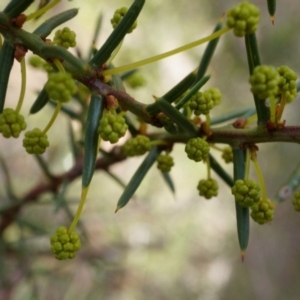 Acacia genistifolia at Canberra Central, ACT - 27 Apr 2014