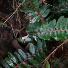 Doodia australis (Rasp Fern) at Acton, ACT - 3 May 2014 by AaronClausen